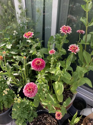 Customer photo review of Mazurkia Zinnia Seeds