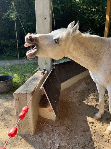 Customer photo review of Kristallkraft Bronchiale