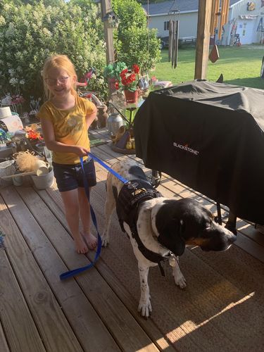 Customer photo review of Classic Heavy-Duty Tactical No-Pull Team K9™ Dog Harness With Front & Back D-Rings, Quick-Release Metal-Buckles, Hook & Loop Panels, & Top Handle