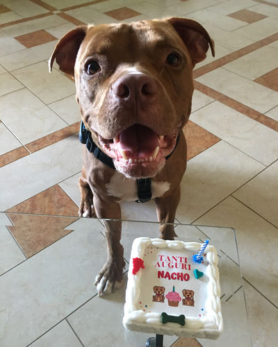 Customer photo review of Torta Per Cani Personalizzabile- Tanti Auguri
