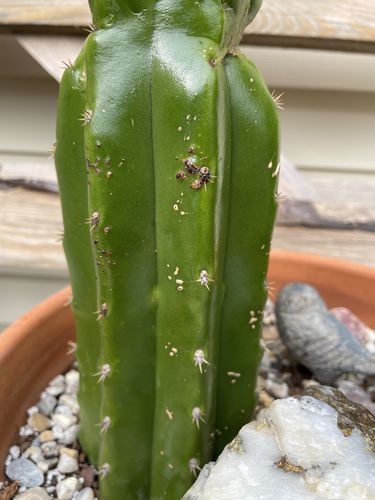 Customer photo review of Imperfect San Pedro Cactus Cuttings | Echinopsis pachanoi Cuttings
