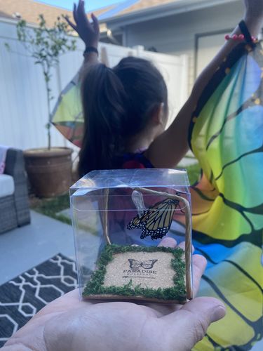 Customer photo review of Classic Live Monarch Butterfly Chrysalis Box