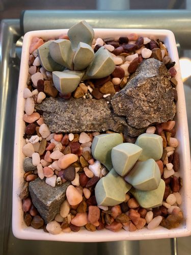 Customer photo review of Karoo Rose | Lapidaria Margaretae