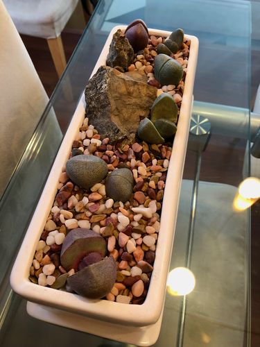 Customer photo review of Split Rock | Pleiospilos Nelii