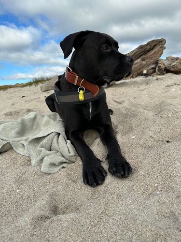 Customer photo review of Classic Buckle Leather Dog Collar - Custom Sized