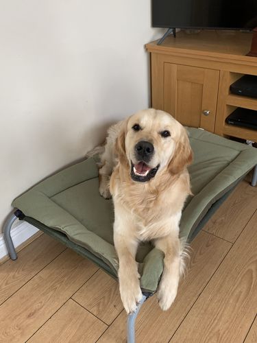 Customer photo review of Avocado & New Olive Reversible Pad