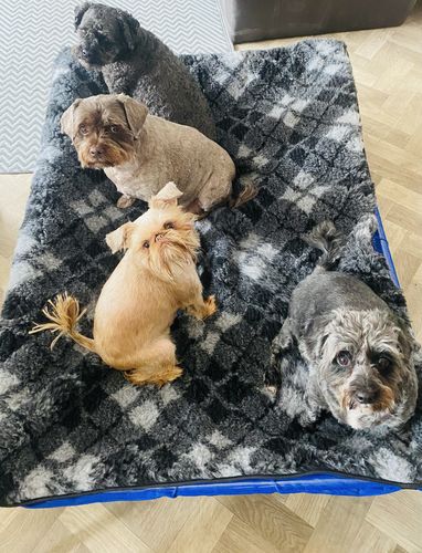 Customer photo review of HiK9 Bed with Blue Mesh Cover