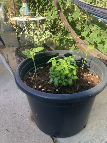 Customer photo review of Triple washed 5 KG Coco Coir Bricks