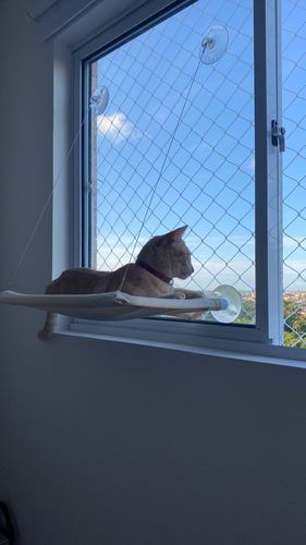 Customer photo review of Cama janela para gato, rede para janela de gatos, poleiro de janela, prateleiras de segurança para gatos, assento de gato montado na janela para gatos grandes (conjunto premium)