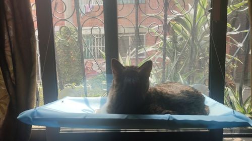 Customer photo review of Cama janela para gato, rede para janela de gatos, poleiro de janela, prateleiras de segurança para gatos, assento de gato montado na janela para gatos grandes (conjunto premium)