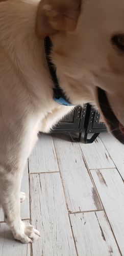 Customer photo review of Collier Anti Aboiement PuppySafe