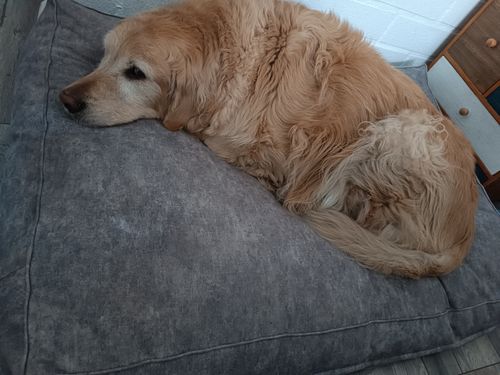 Customer photo review of Cama para mascotas modelo origen Kuapets gris nube