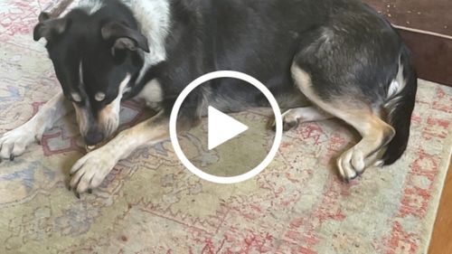 Customer video review of Splinter-free Ostrich Foot Bone. Long-lasting, Natural Dog Gnaw Treat by Savannah Pet Food