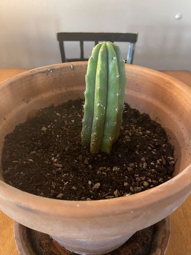 Customer photo review of San Pedro Cactus | Echinopsis (Trichocereus) pachanoi