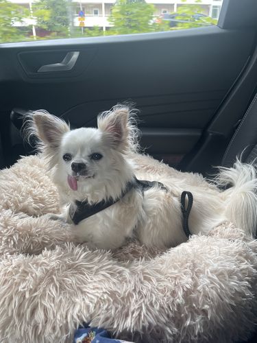 Customer photo review of CalmBed - Motverkar stress & hjälper mot ångest