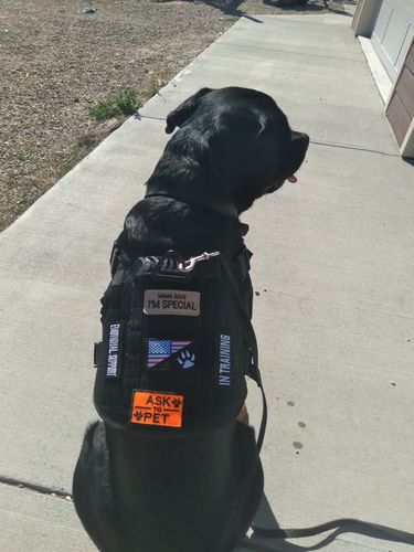 Customer photo review of Classic Heavy-Duty Tactical No-Pull Team K9™ Dog Harness With Front & Back D-Rings, Quick-Release Metal-Buckles, Hook & Loop Panels, & Top Handle