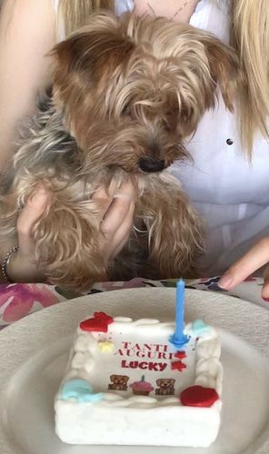 Customer photo review of Torta Per Cani Personalizzabile- Tanti Auguri