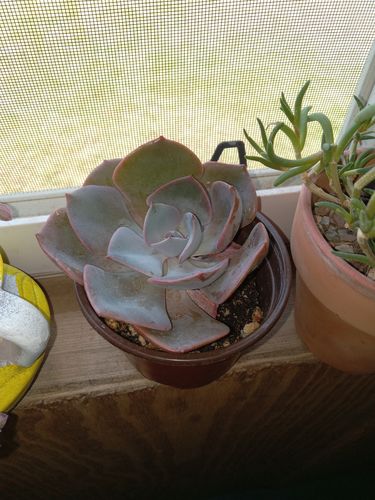 Customer photo review of Dusty Rose | Echeveria Dusty Rose