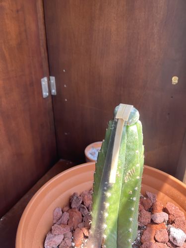 Customer photo review of San Pedro Cactus | Echinopsis (Trichocereus) pachanoi