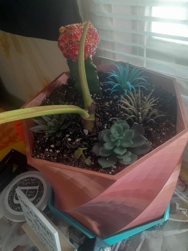 Customer photo review of Moon Cactus Red & Yellow | Gymnocalycium mihanovichii freidrichii