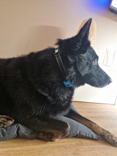 Customer photo review of Collier Anti Aboiement PuppySafe