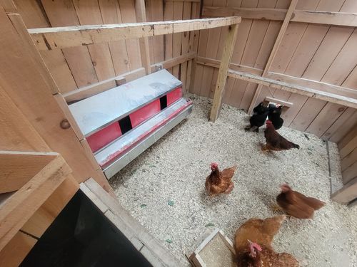 Customer photo review of (New) Large (54") - Reversible Rollout Nest Box (Up to 52 Hens) - Premium Grade - Estimated to ship May 20th