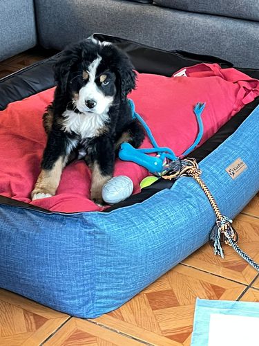 Customer photo review of Cama para perro modelo nido Kuapets gris jaspeado - negro