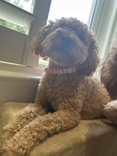 Customer photo review of Paws Paws Miami, Custom Dog Collar with Studded Jewelry