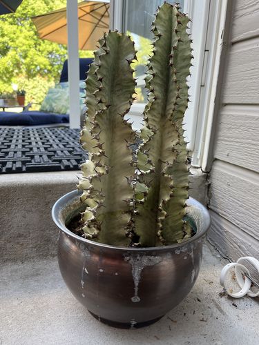 Customer photo review of Variegated Ammak Candelabra | Euphorbia Ammak Variegata