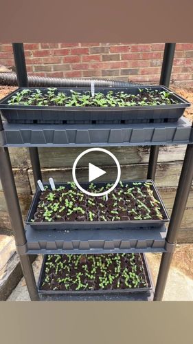 Customer video review of California Giants Blend Zinnia Seeds