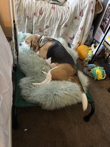 Customer photo review of Spearmint Sheepskin