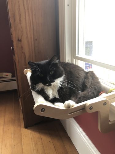 Customer photo review of No Drill Hammock