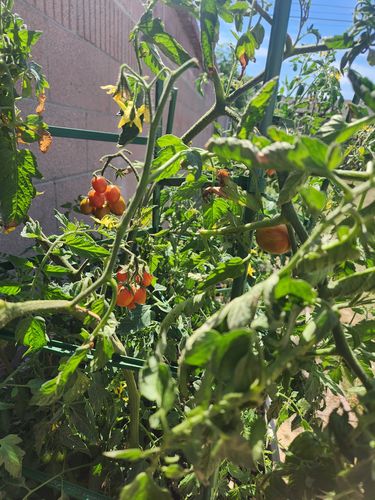 Customer photo review of Chocolate Sprinkles Pole Cherry Tomato Seeds