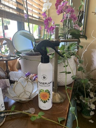 Customer photo review of Houseplant Insecticide w/ Neem