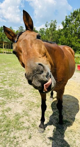 Customer photo review of Gut X » up to 63% Off