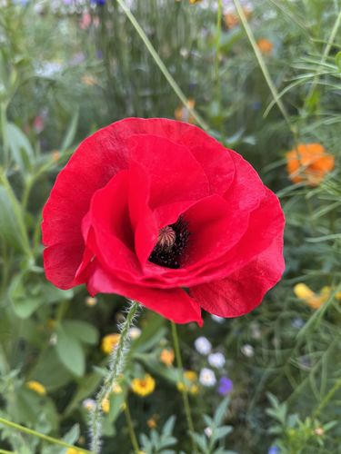 Customer photo review of Three-Season Bloom Flower Mix Seeds