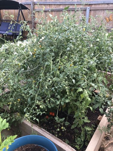 Customer photo review of Sun Gold Pole Cherry Tomato Seeds