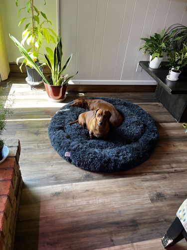 Customer photo review of Calming Bed (Improved Design)