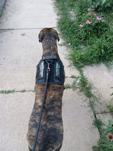 Customer photo review of Classic Heavy-Duty Tactical No-Pull Team K9™ Dog Harness With Front & Back D-Rings, Quick-Release Metal-Buckles, Hook & Loop Panels, & Top Handle