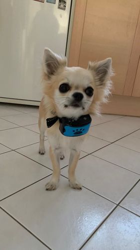 Customer photo review of Collier Anti Aboiement PuppySafe