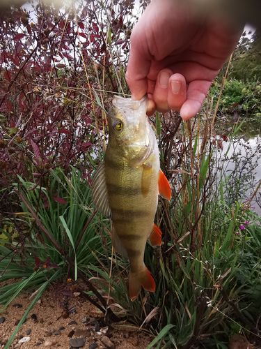 Customer photo review of Lure Drop