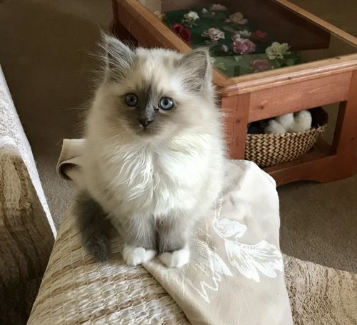 Customer photo review of Michu Freeze-Dried Raw Pet Food Pet Food 150g - Made In Australia