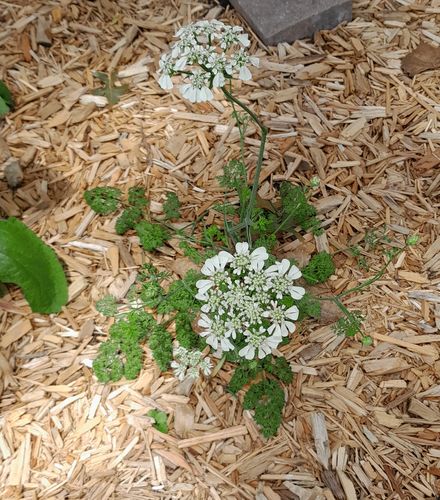 Customer photo review of White Lace Orlaya Seeds