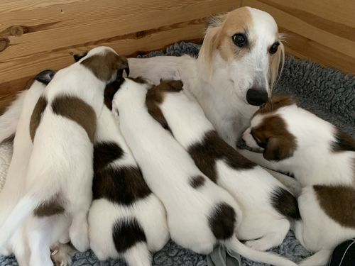 Customer photo review of OMNi-BiOTiC® CAT & DOG