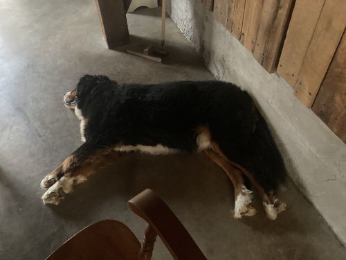 Customer photo review of Canine & Human » 30% Off Sale