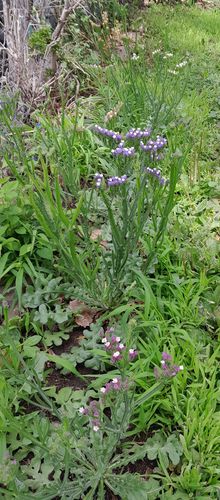 Customer photo review of Cotton Candy Blend Statice Seeds