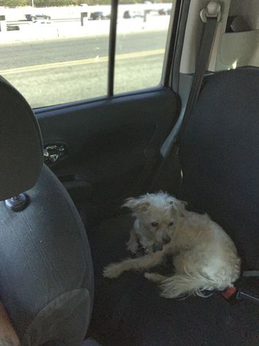 Customer photo review of MCT CBD Oil for Pets : 0.5 oz - 175 mg CBD for dogs and cats