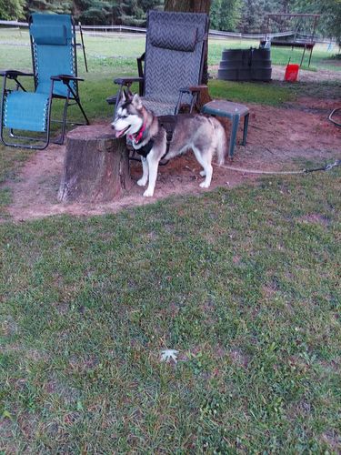 Customer photo review of Classic Heavy-Duty Tactical No-Pull Team K9™ Dog Harness With Front & Back D-Rings, Quick-Release Metal-Buckles, Hook & Loop Panels, & Top Handle