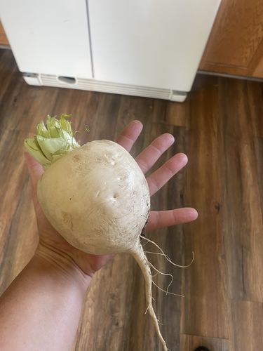 Customer photo review of Market Express Turnip Seeds