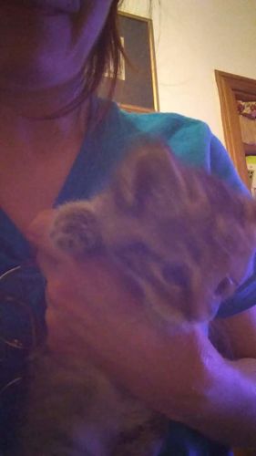 Customer photo review of T-shirt Cat Animation • Edizione Limitata
